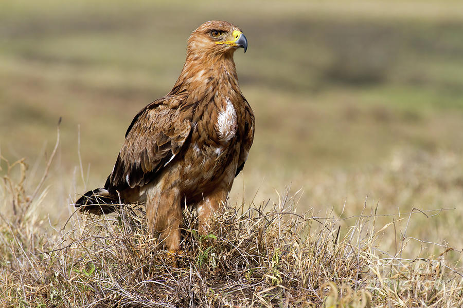 African Tawny Eagle Photograph by Chris Scroggins