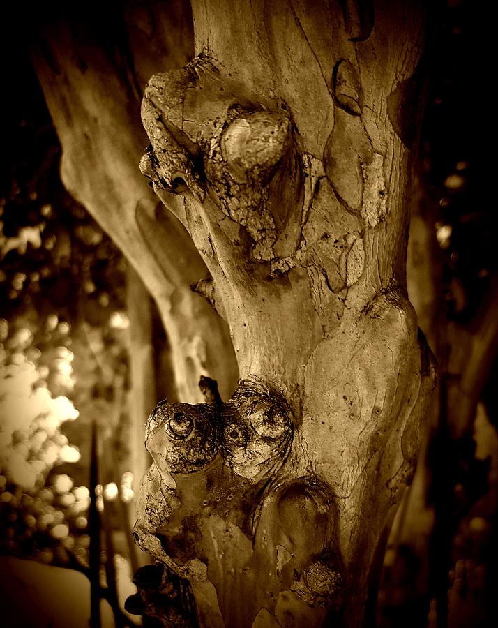 African Tree Trunk Photograph by Loraine Yaffe