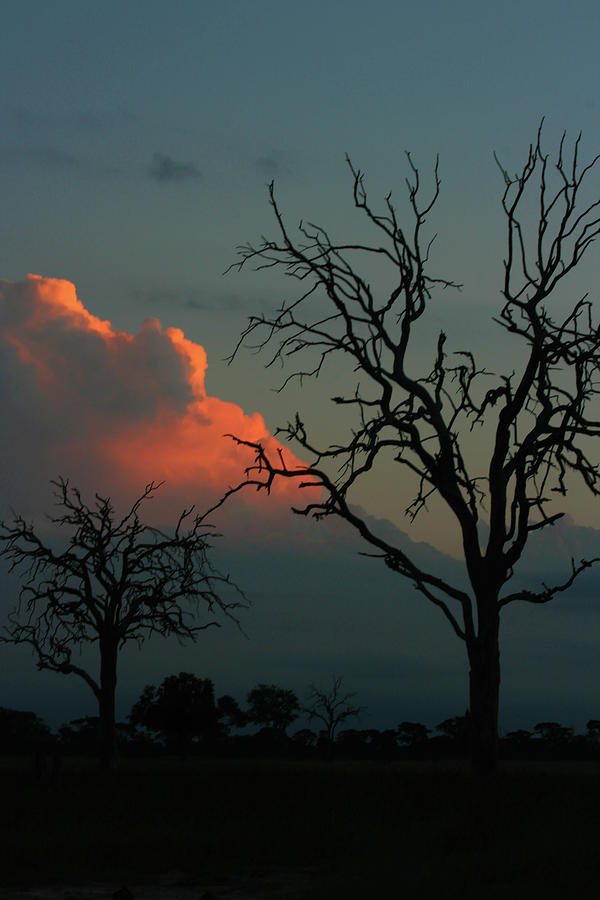 African Trees at Dusk Photograph by Karen Zuk Rosenblatt