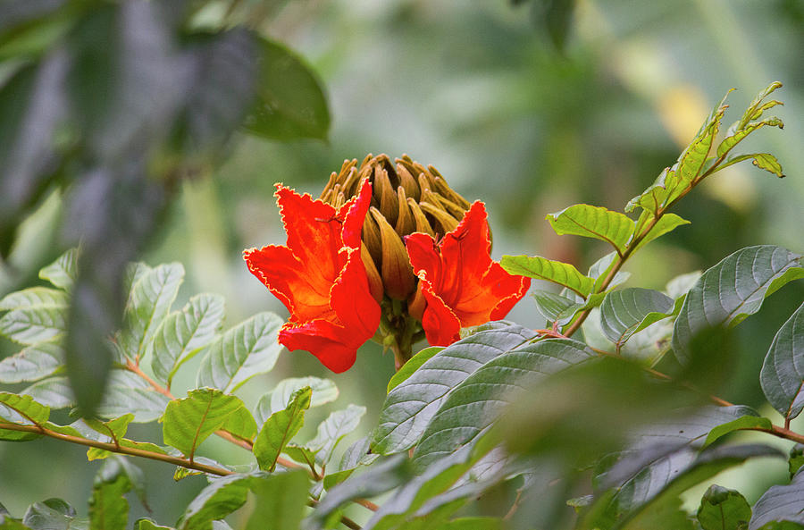 African Tulip Tree Flower Photograph by Venetia Featherstone-Witty