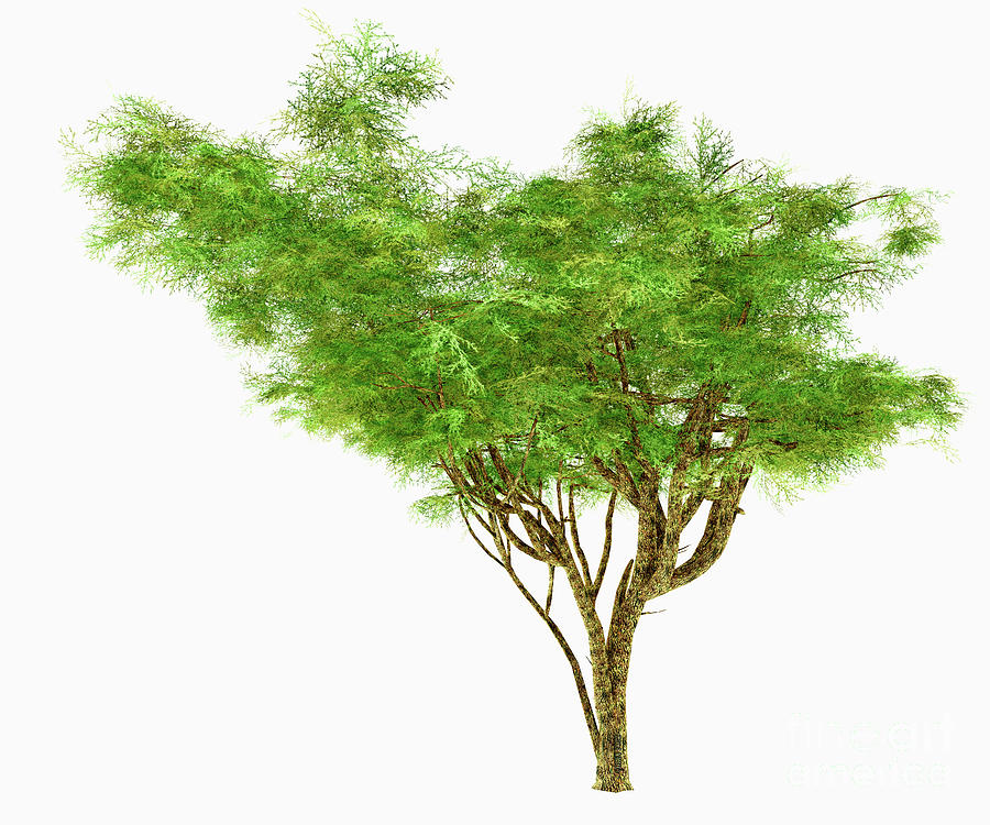 African Umbrella Acacia Tree Digital Art by Corey Ford