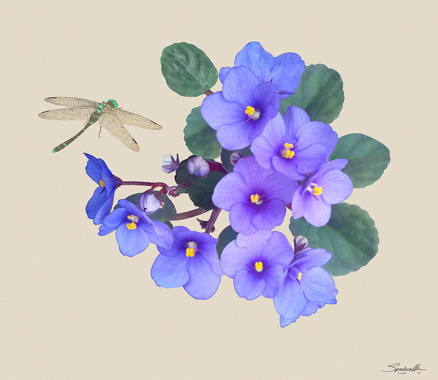 African Violet and Dragonfly Digital Art by M Spadecaller