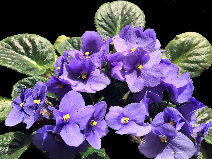 African Violet Photograph by Angela Davies