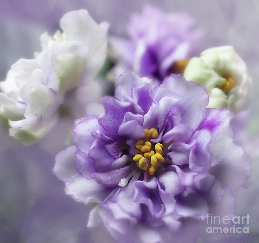 African Violet Black Pearl Sport Photograph by Ann Jacobson