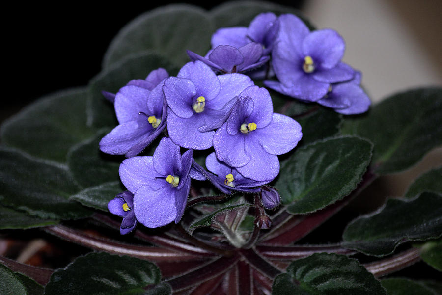 African Violet Blooming in Spring Photograph by Kathy Birkett - Fine ...