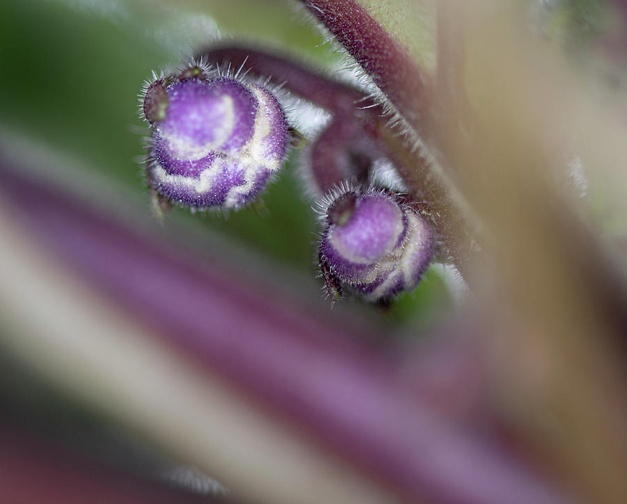 Nature Photograph - African violet buds by Phil And Karen Rispin