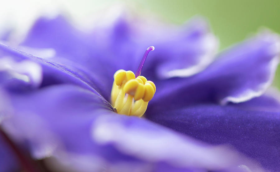 Flowers Still Life Photograph - African violet flower by Phil And Karen Rispin
