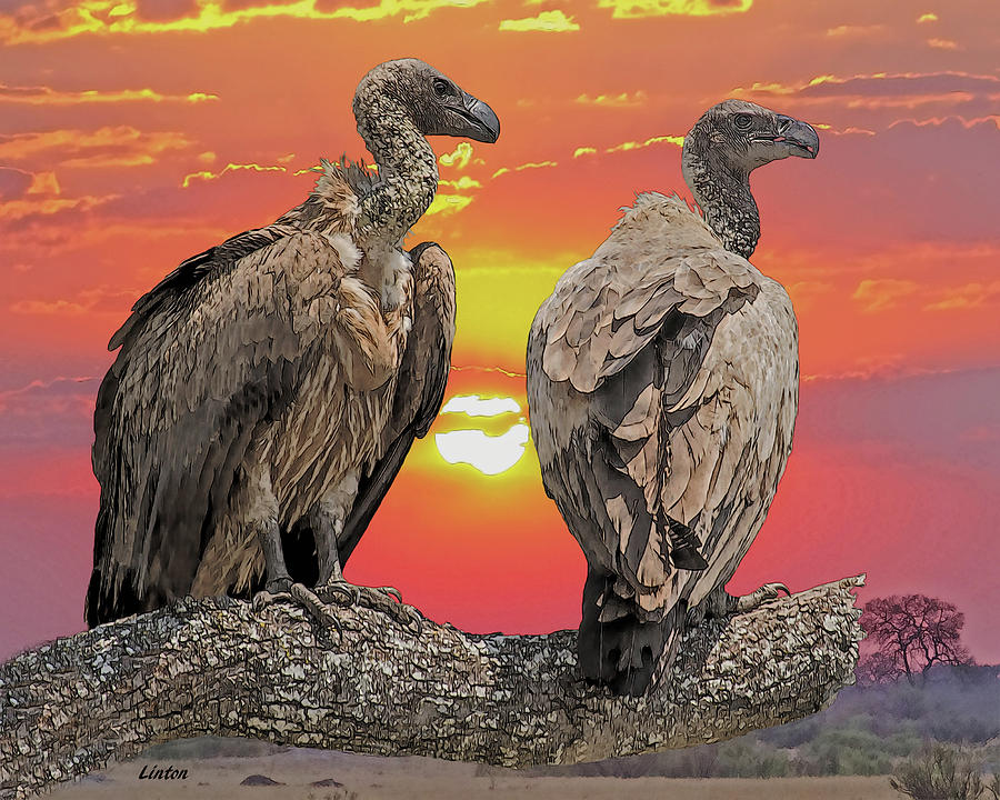 AFRICAN VULTURES AT SUNSET cps Digital Art by Larry Linton