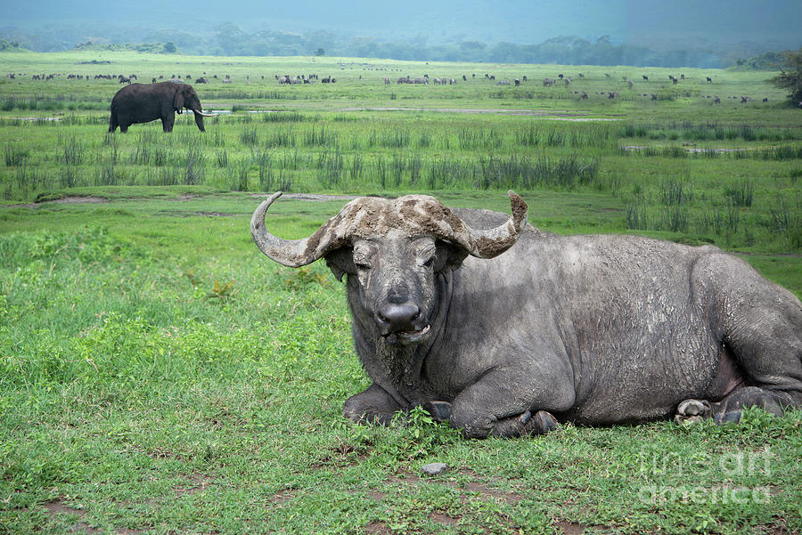 rødme temperatur Boghandel African water buffalo or cape buffalo laying in grasslands Tanzania, Africa  Photograph by Georgia Evans