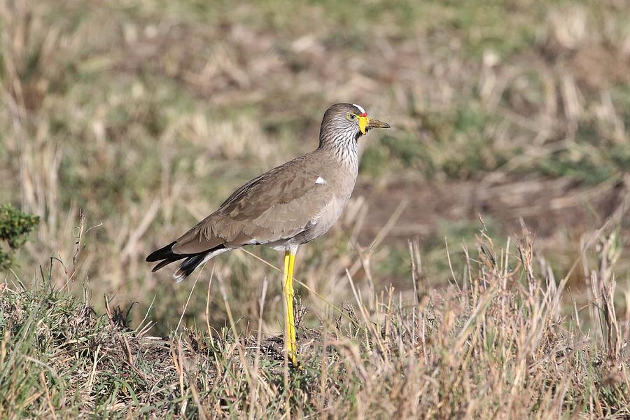 African Wattled Lapwing Plover Photograph by Debbie Blackman - Fine Art ...