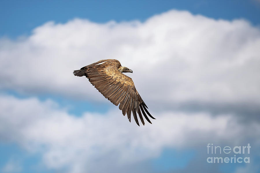 African white-backed vulture in flight in the Masai Mara, Kenya Photograph by Jane Rix