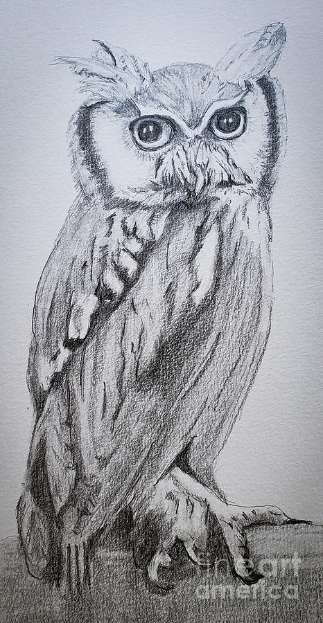 African White faced owl Drawing by Mary Capriole