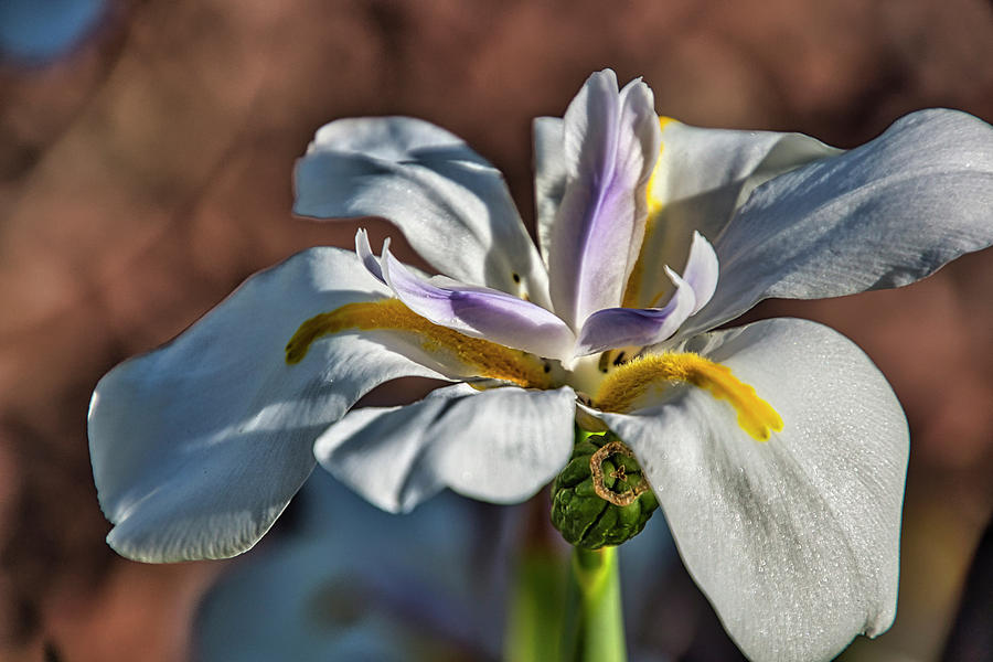 African White Iris Photograph by Donald Pash