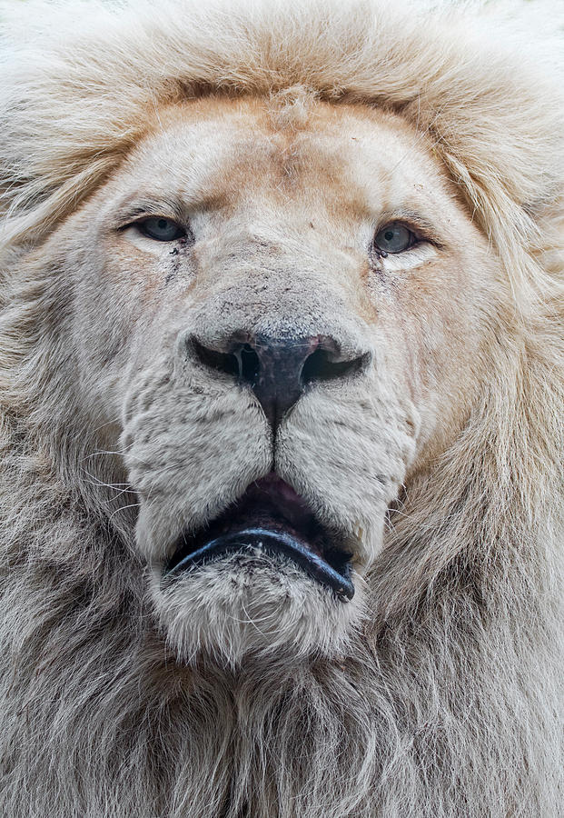 African White Lion Photograph by Arterra Picture Library