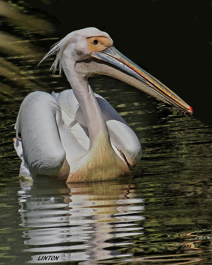 AFRICAN WHITE PELICAN cps Digital Art by Larry Linton