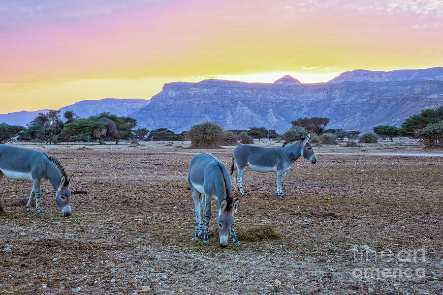 Sunset Photograph - African wild ass Equus africanus a1 by Eyal Bartov