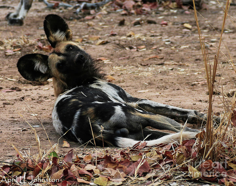 What Do African Wild Dogs Eat Outlet Here | espace-trail-du-couserans.com