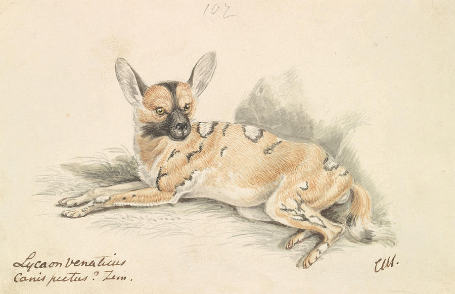 African Wild Dog Drawing by Charles Hamilton Smith