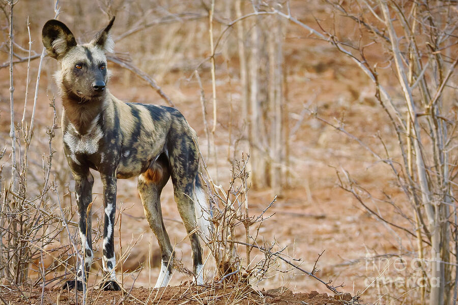 African Wild Dog in Savanna Photograph - African Wild Dog in Chobe National Park by Natural Focal Point Photography