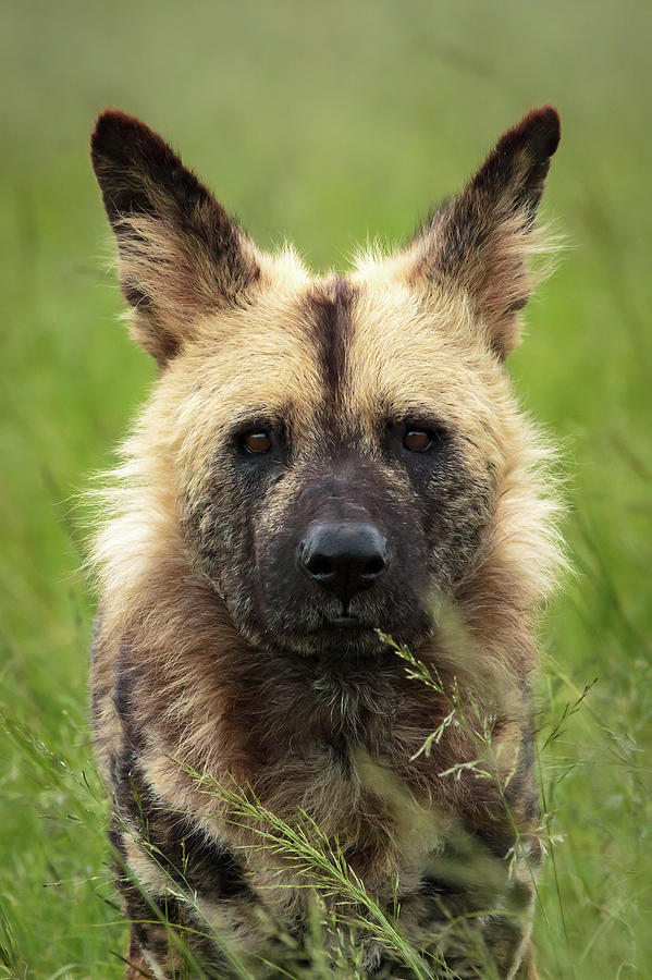 African Wild Dog Photograph by Keith Carey