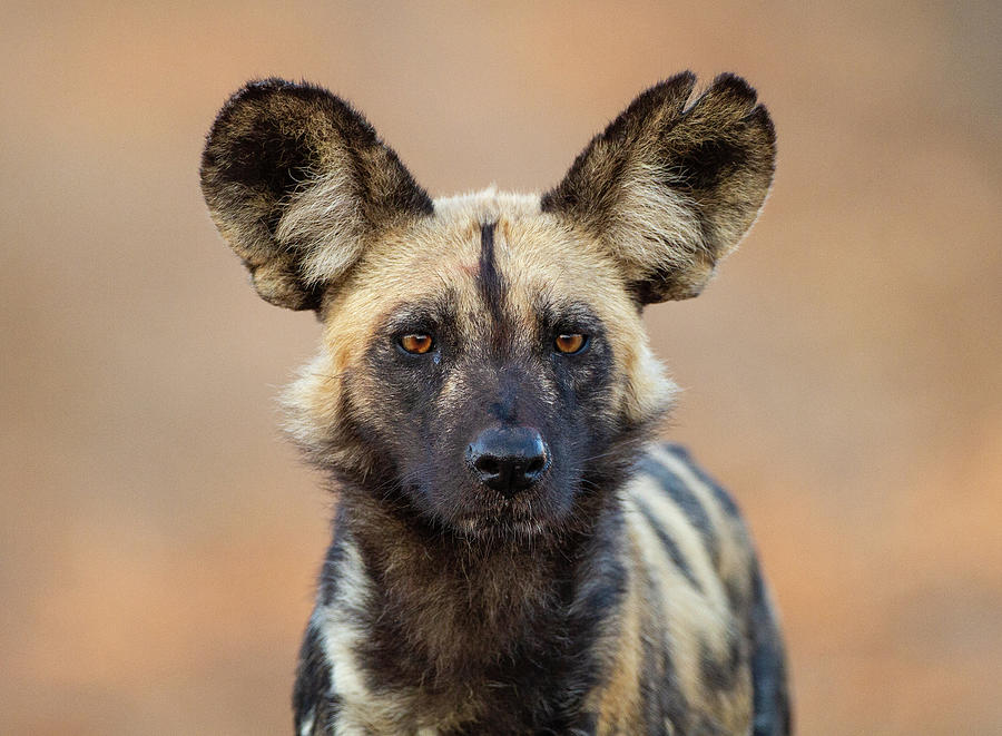 African Wild Dog Photograph by Max Waugh