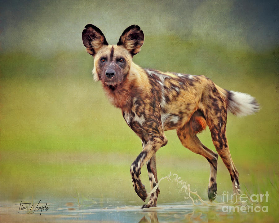African Wild Dog Digital Art by Tim Wemple