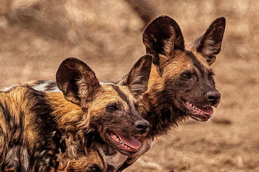 African Wild Dogs Photograph by John Haldane