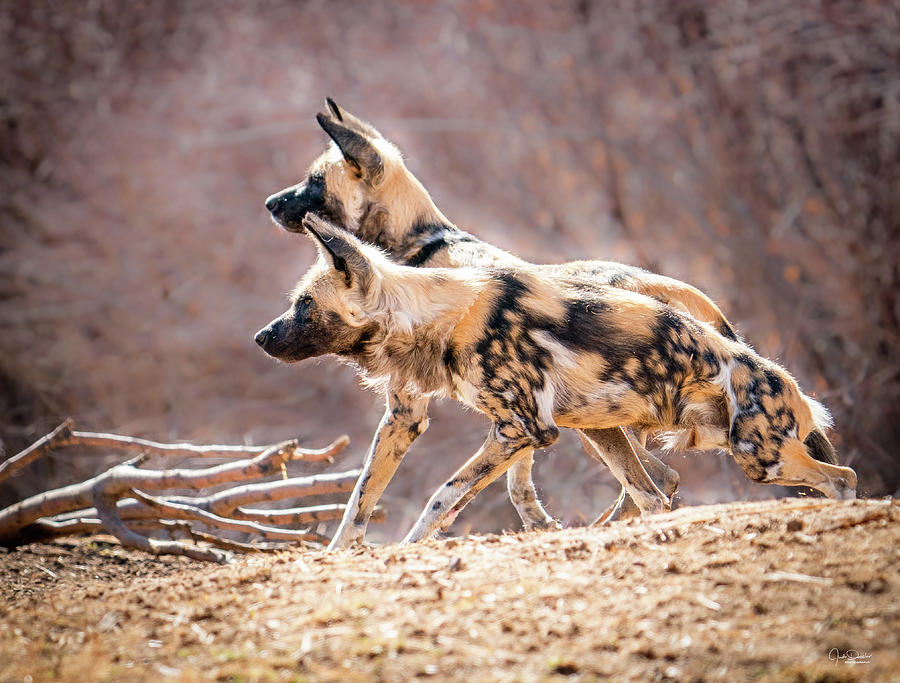 African Wild Dogs Photograph by Judi Dressler