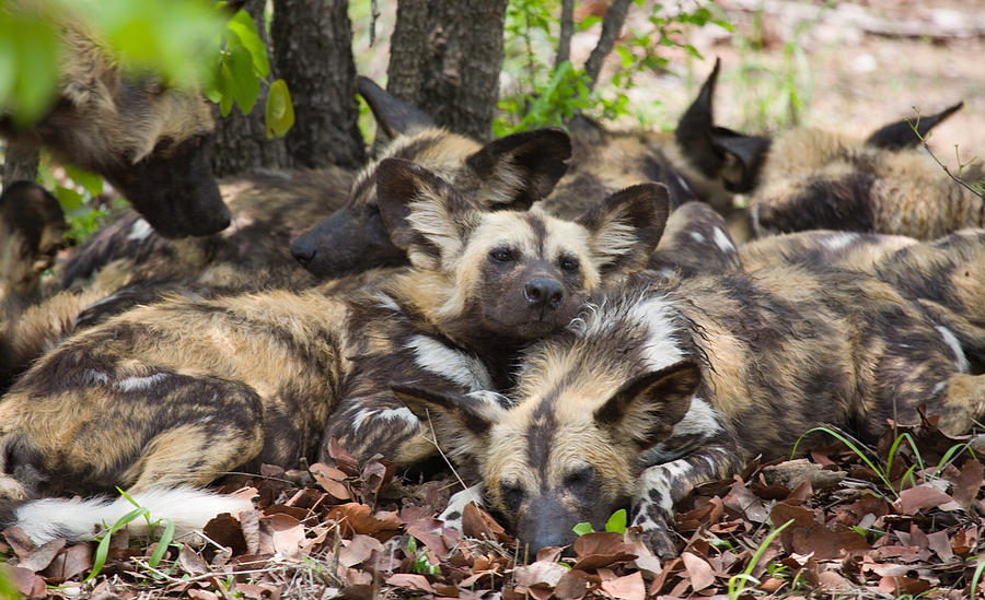 African wild dogs (Lycaon pictus), South Africa Photograph by Karen Desjardin