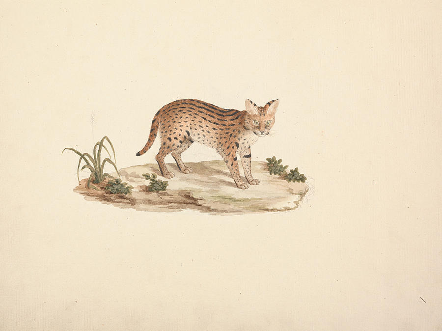 African Wildcat or Serval Drawing by Luigi Balugani