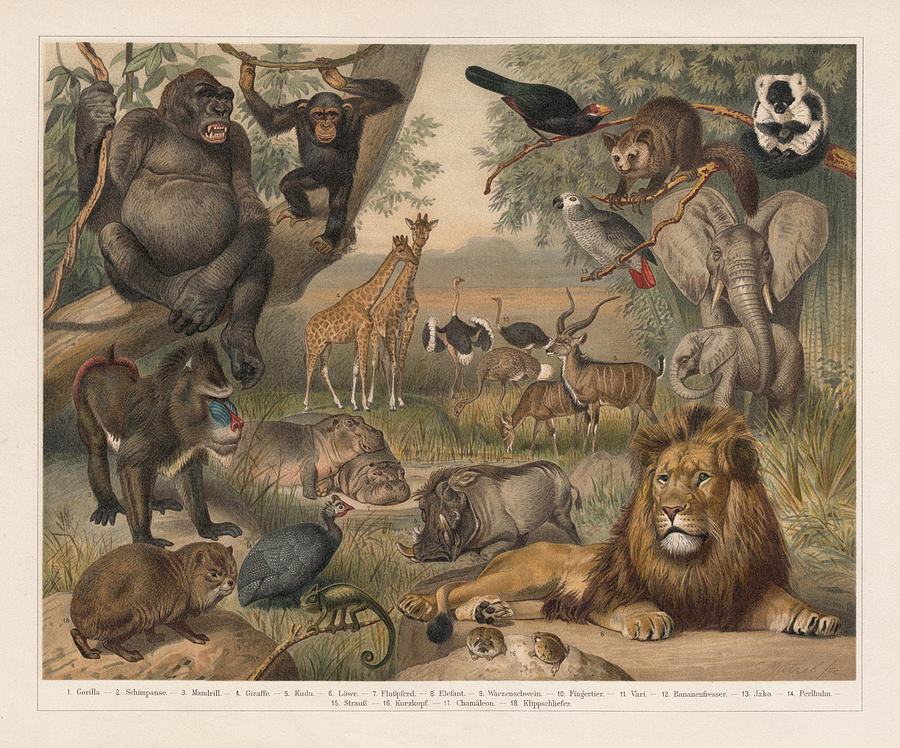 African wildlife, lithograph, published in 1897 Drawing by Zu_09