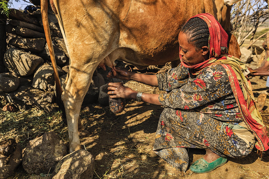 African woman milking a cow, Ethiopia, Africa Photograph by Bartosz Hadyniak