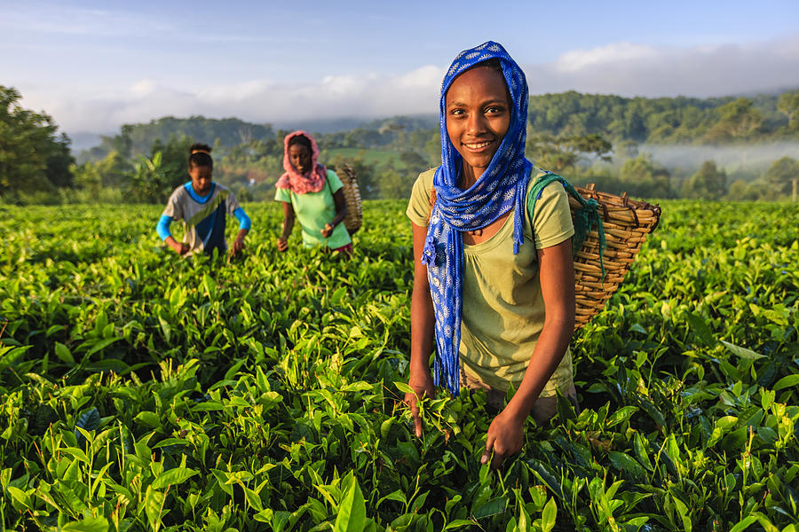 African women plucking tea leaves on plantation, East Africa Photograph by Hadynyah