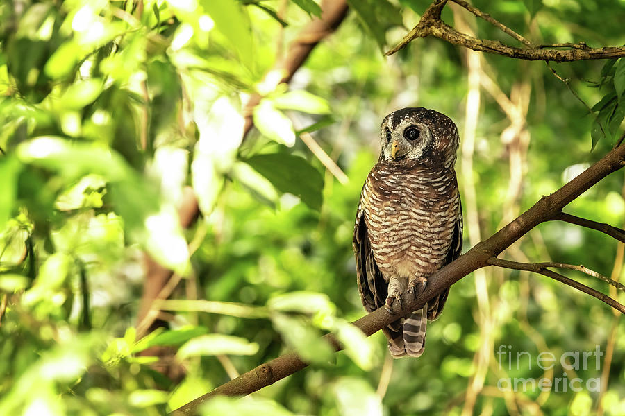 African wood owl Photograph by Jane Rix