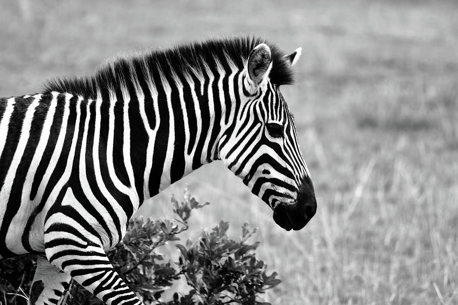Zebra Photograph - African Zebra  by Aidan Moran