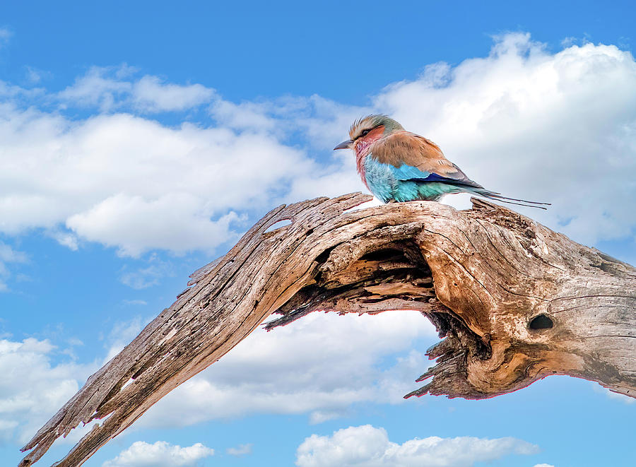 Africas Beauty, The Lilac Breasted Roller Photograph by Marcy Wielfaert