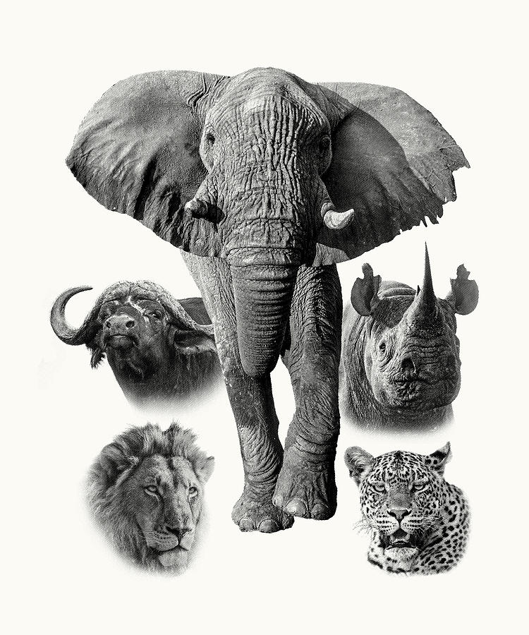 Africa's Iconic Big Five Wildlife Photograph by Scotch Macaskill | Fine ...