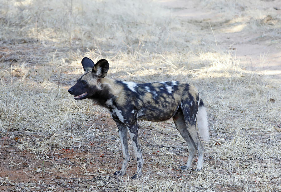 Africas Painted Dog Photograph by Stephen Schwiesow