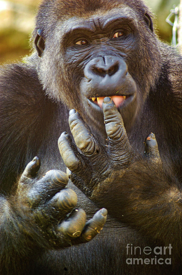 After enjoying some sweet potatoes, a gorilla is licking his fingers. Photograph by Gunther Allen