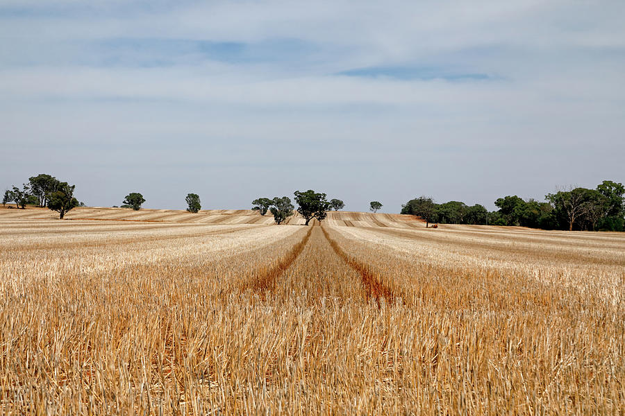 After Harvest 1 Photograph by Nicholas Blackwell