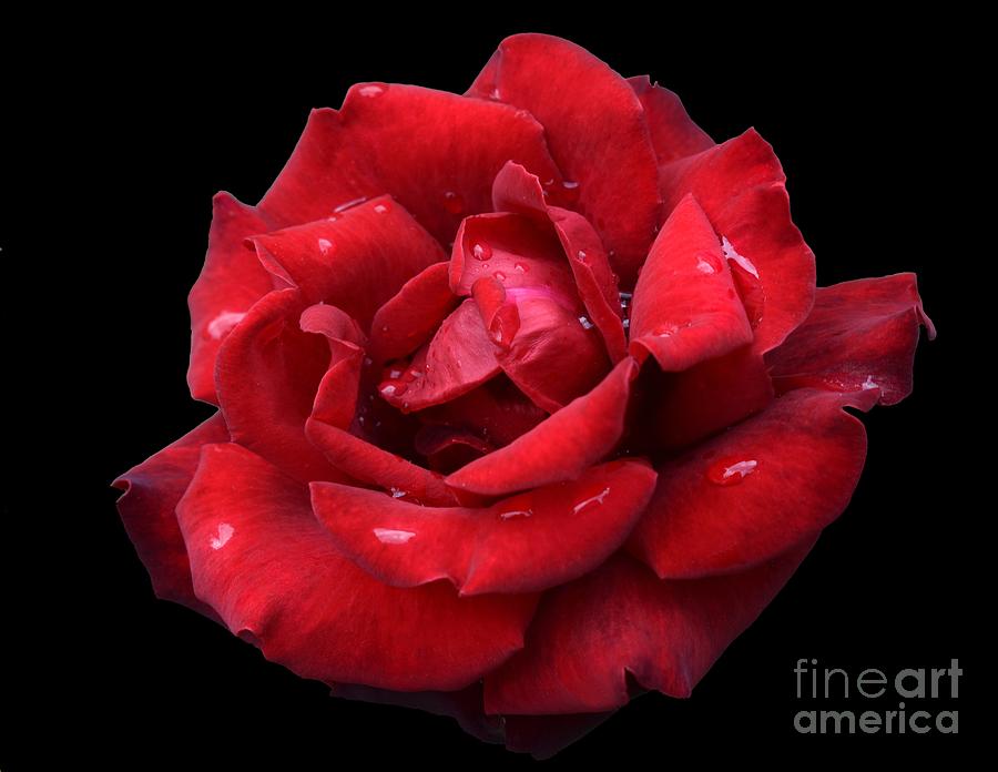 After Rain Beauty Of Dark Red Rose 02 Photograph by Leonida Arte