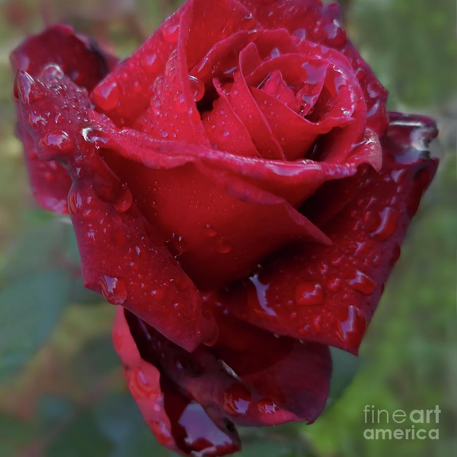 After Rain Beauty Of Dark Red Rose 03 Photograph by Leonida Arte