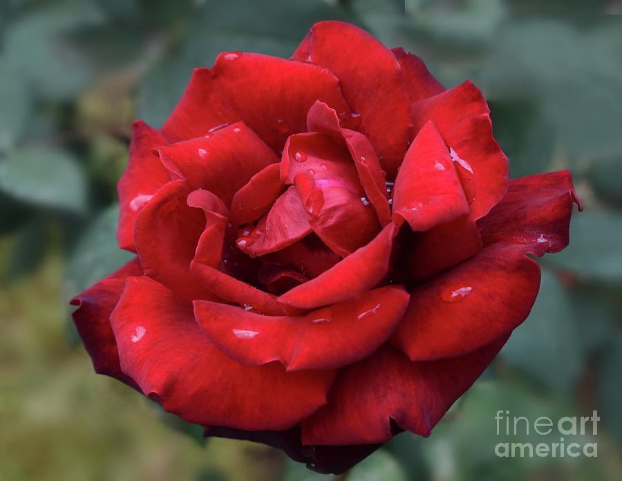 After Rain Beauty Of Dark Red Rose  Photograph by Leonida Arte