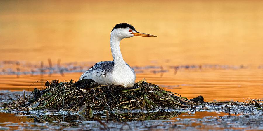 After the Dance - Clarks Grebe Photograph by KJ Swan