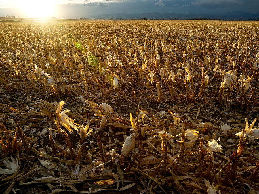 After the Harvest Cornfield at Sunset Photograph by Mark Ivins