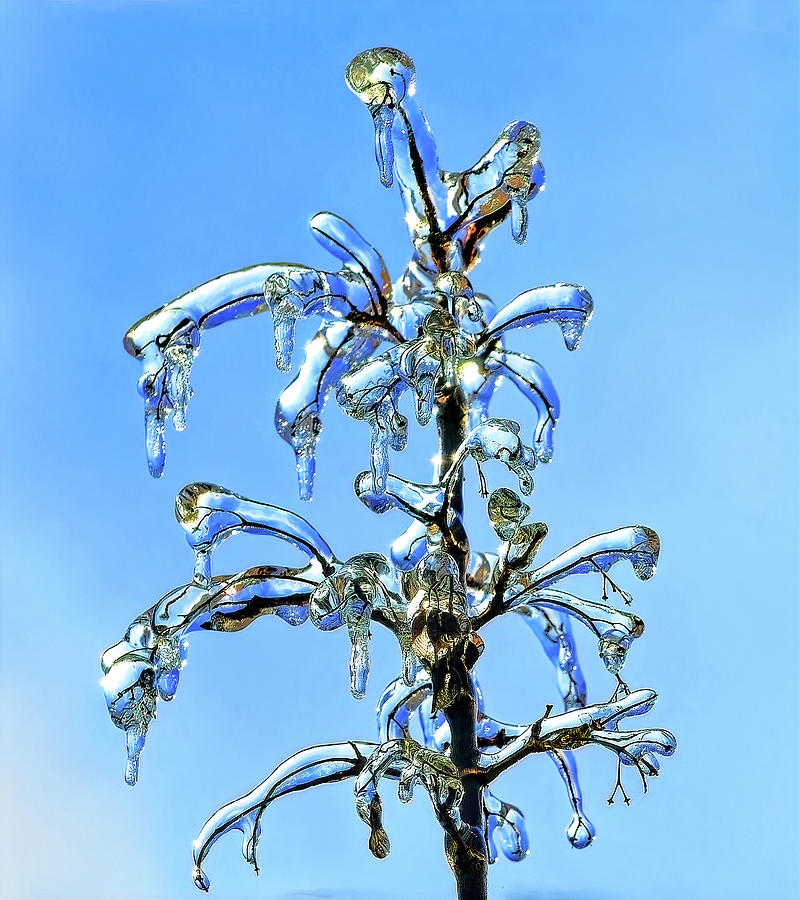 Winter Photograph - After the Ice Storm by Stuart Harrison