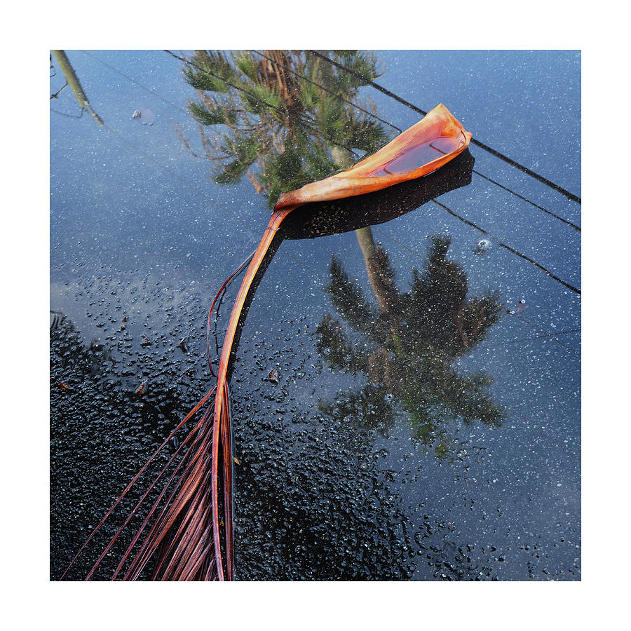After the rain Photograph by Luz Resto After the rain Photograph by Luz Resto