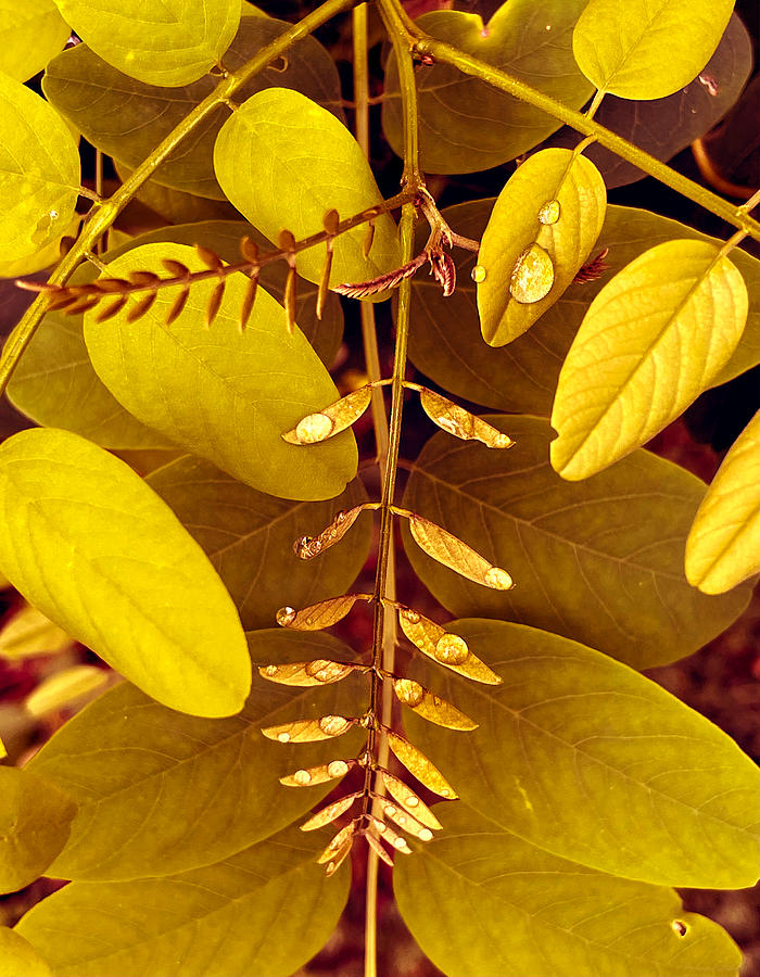 After the Rain, pale gold Photograph by AD Herzel - Fine Art America