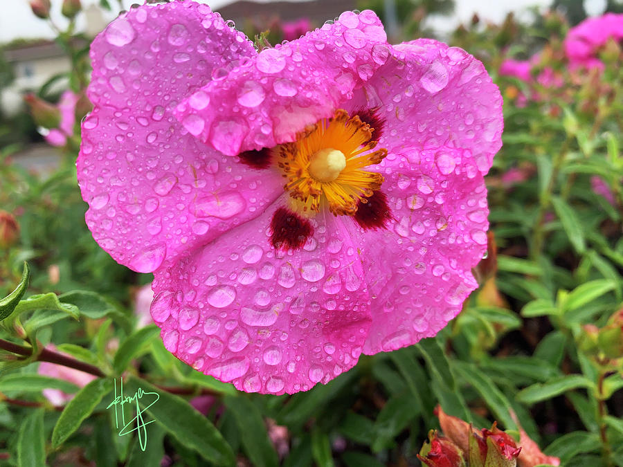 After The Rain, Rock Rose Flower Photograph by DC Langer
