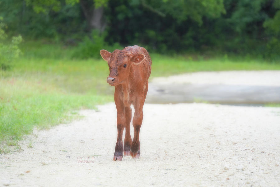 After the rains - Texas longhorn calf Photograph by Cathy Valle